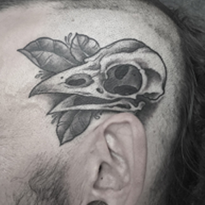 Crow skull